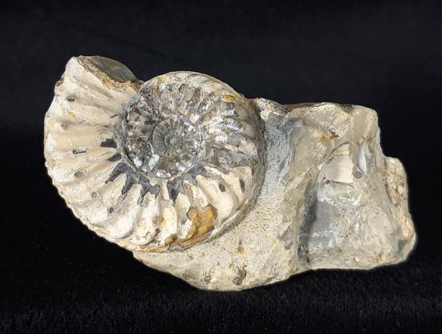 Pleuroceras solare (PHILLIPS 1829) - Bild © FossNet FossilienStore